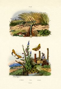 Fall Webworm Moth, 1833-39 af French School